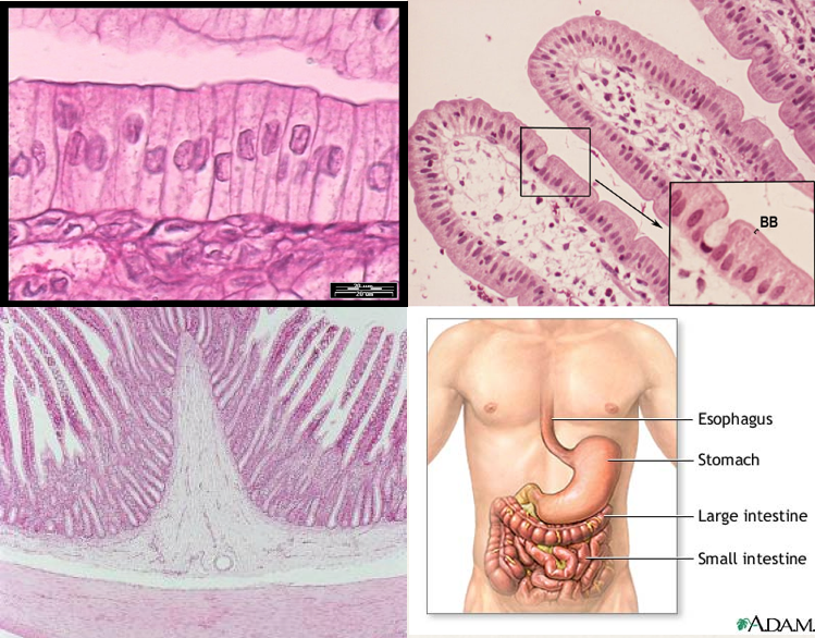 Close up of columnar epithelial cells (TL), these cells organized into villi, surrounding the lamina propria (TR), a cross section of the small intestine, showing the epithelium (dark pink) over the lamina propria (white), and smooth muscle (light pink) (BL), and the small intestine along with other organs of the digestive tract.